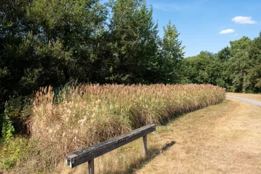 Site du Bourghail de Merignac (3).